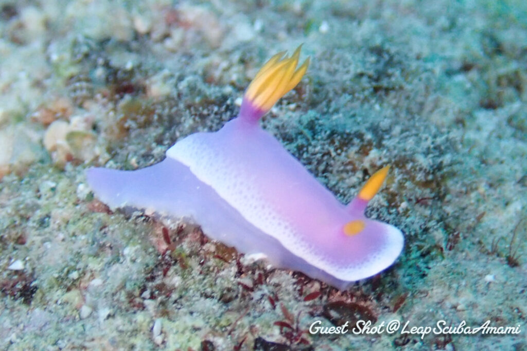 シンデレラウミウシ