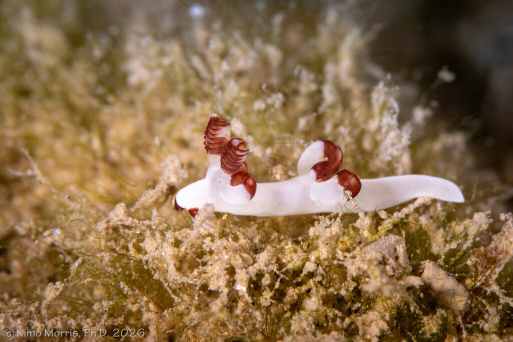 運が良ければ出会えるダーベルウミウシ