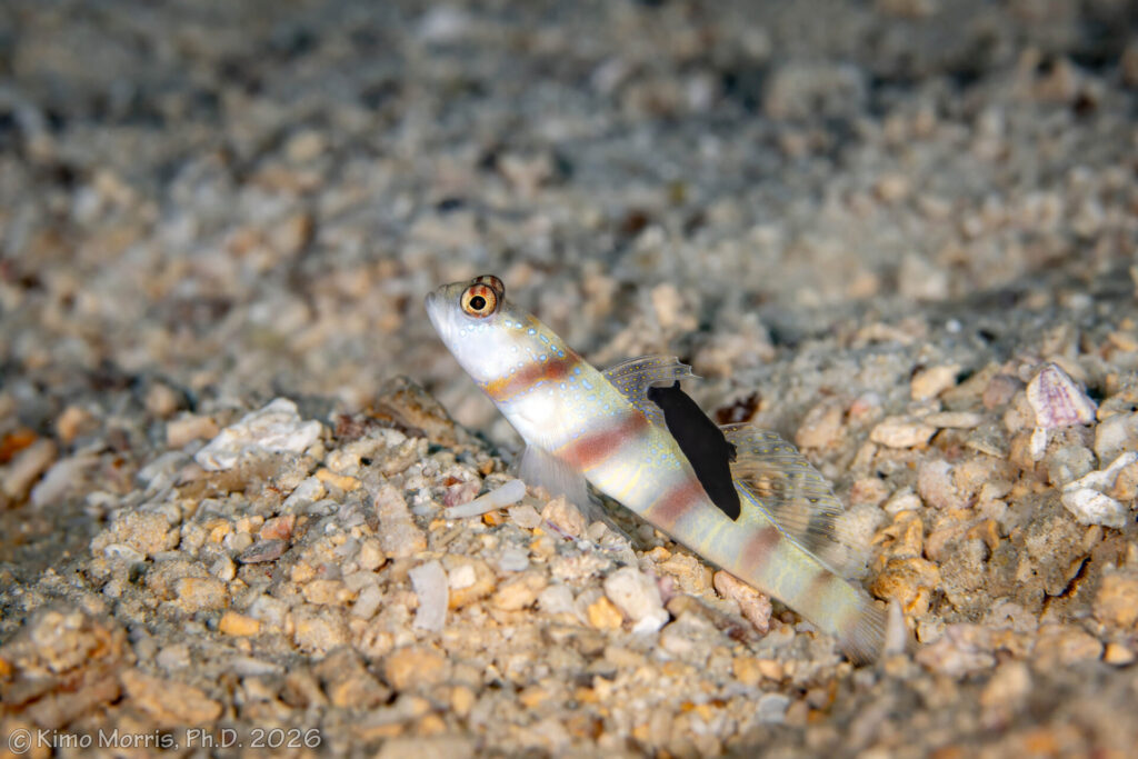 ダテハゼ類に喰らいつくスミゾメキヌハダウミウシ