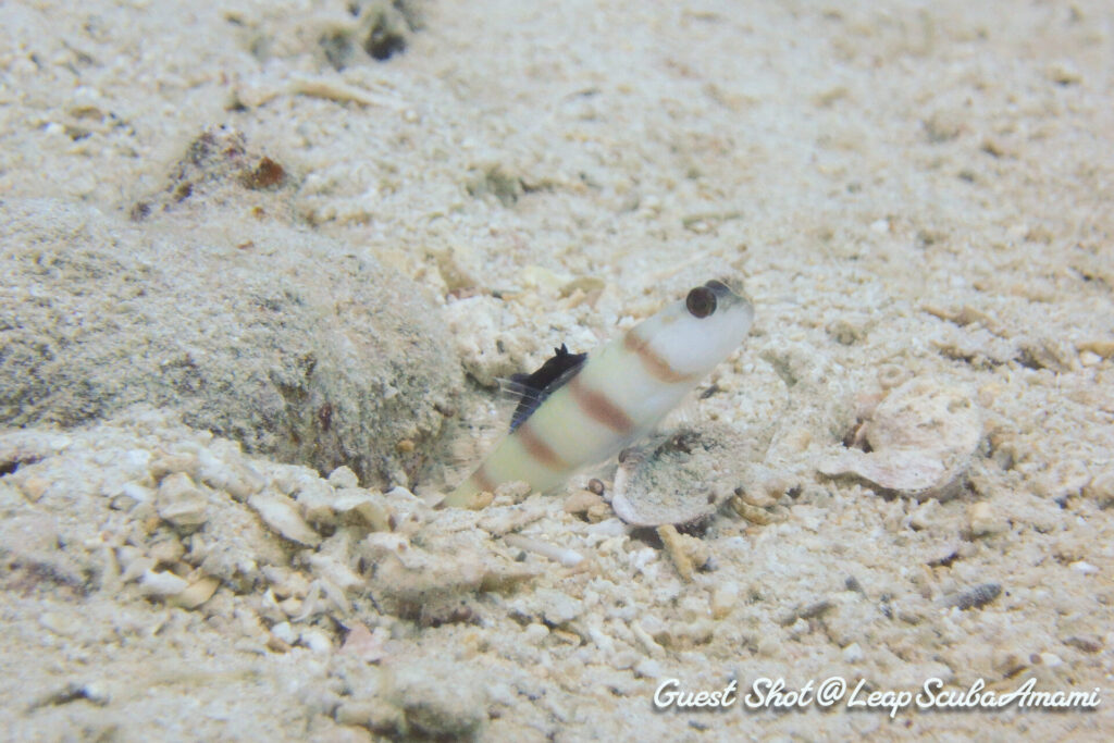 今が旬。スミゾメキヌハダウミウシontheハゼ