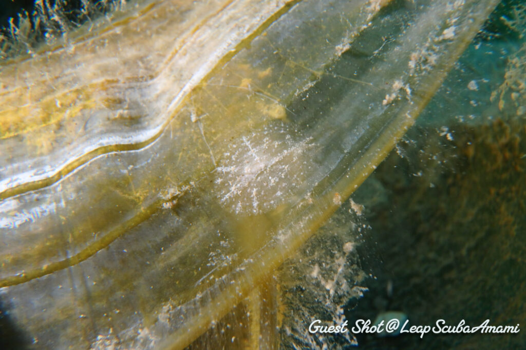 いるとは聞いていたけどお初！スカシウミナメクジ