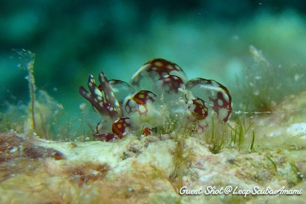 カノコもいたり