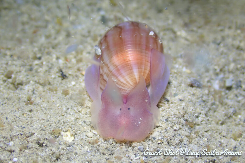 お初！アティス・クーンシ