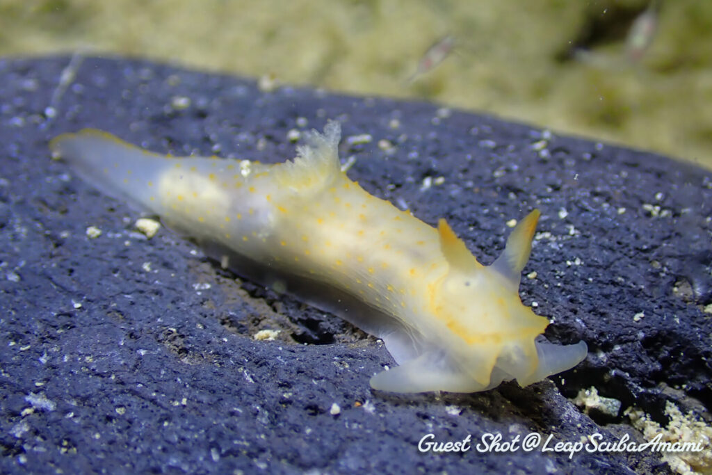 キヌハダウミウシ属の一種 26?