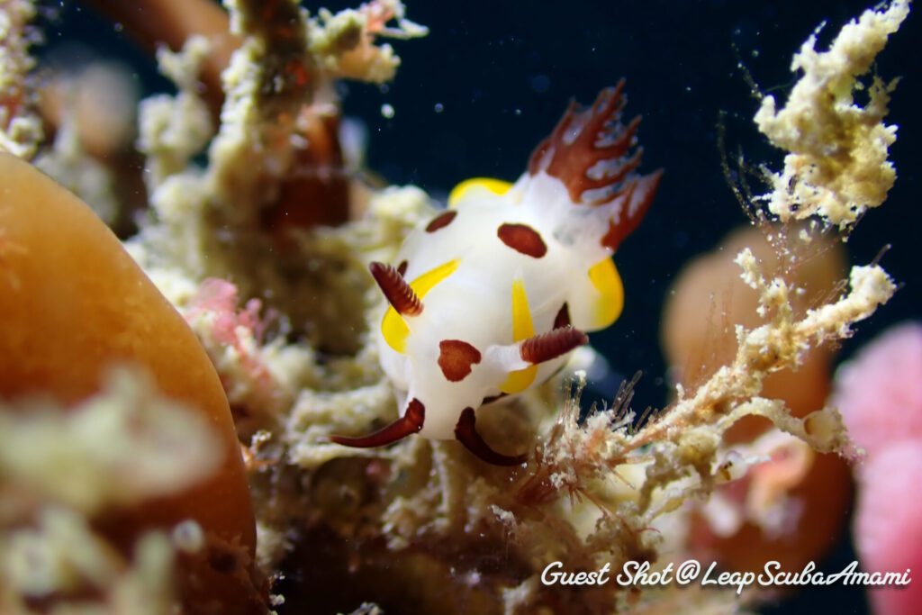 リクエストのツガルウミウシSP