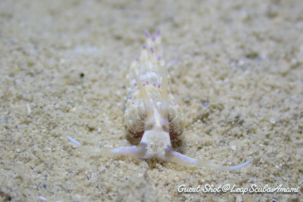 ホホスジミノウミウシ