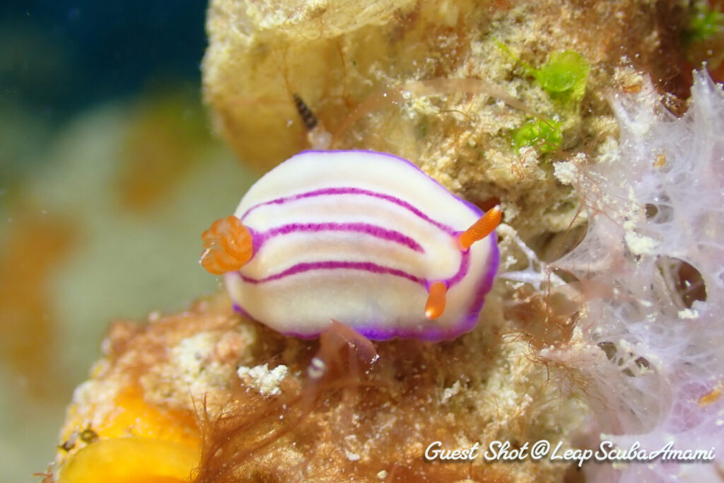 エマイロウミウシ