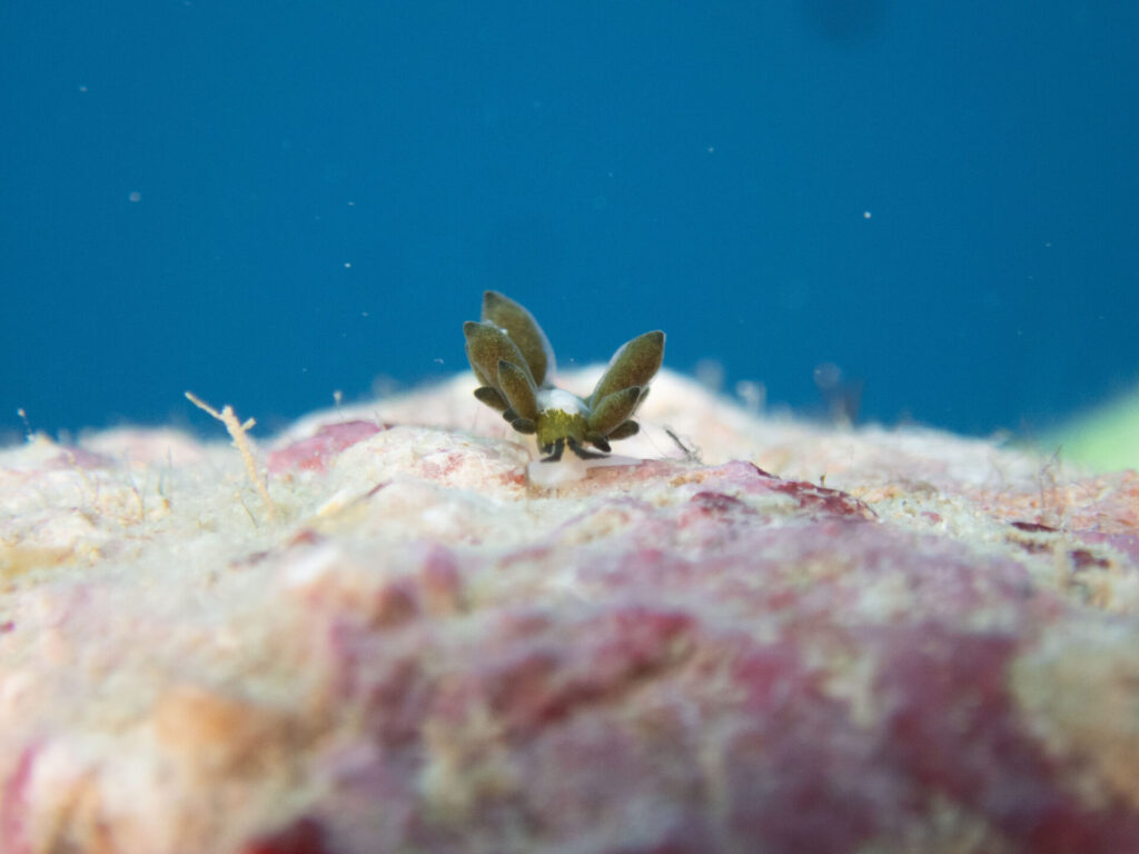 お初！エルコラニア・エンドフィトファガ