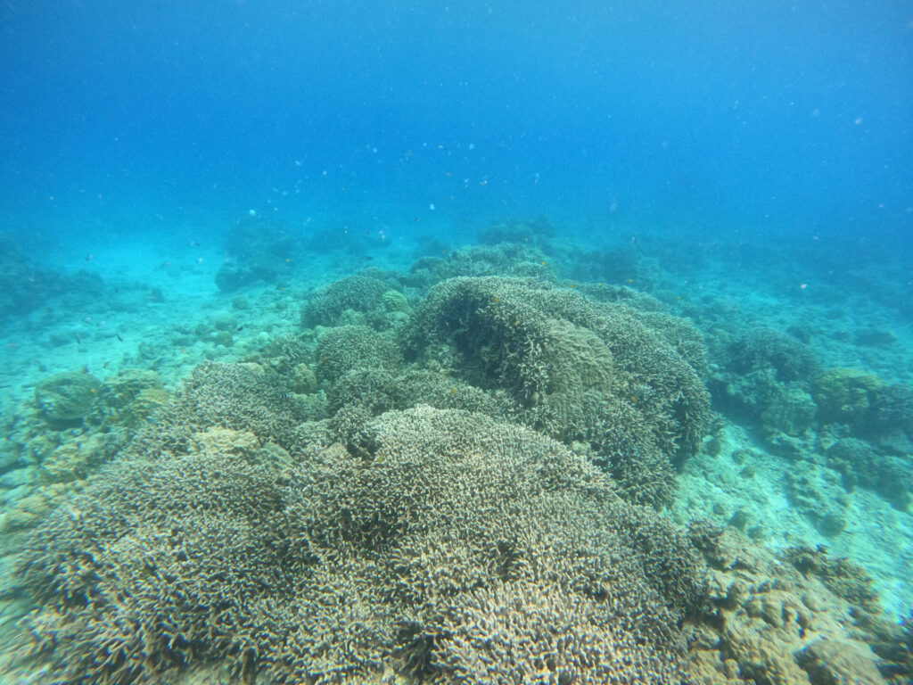 白化でサンゴが少なくなってる中、貴重なサンゴ