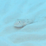 ミステリーサークル作成中のアマミホシゾラフグ