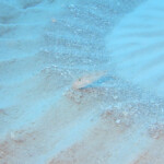 貝殻で飾り付けをしたり不要なものを取り除いたり