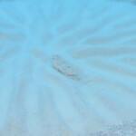 胸鰭と尻鰭を使って一生懸命サークルを作ります