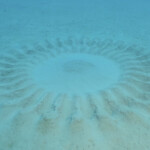 産卵後のミステリーサークル。真ん中に卵があります。