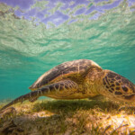 アオウミガメ_奄美大島