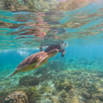 奄美大島_ウミガメと泳ぐゲストさん_LeapScubaAmami